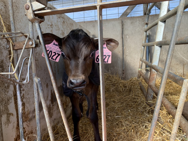 (9 Head) Crossbred heifer calves